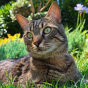Prince participe au concours pour gagner de l'argent avec cette photo : cat, tabby_cat, green_eyes, grass, outdoor, garden, nature, animal, pet, feline, close_up, fur, whiskers, sunlight, relaxation, leafy_background, daylight, mammal, wildlife, portrait