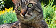 Prince a rejoint le concours — aidez-le/la à gagner de superbes lots ! cat, tabby_cat, green_eyes, grass, outdoor, garden, nature, animal, pet, feline, close_up, fur, whiskers, sunlight, relaxation, leafy_background, daylight, mammal, wildlife, portrait