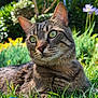 cat, tabby_cat, green_eyes, grass, outdoor, garden, nature, animal, pet, feline, close_up, fur, whiskers, sunlight, relaxation, leafy_background, daylight, mammal, wildlife, portrait