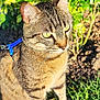 cat, tabby, animal, pet, grass, outdoor, sunlight, greenery, plant, tree, feline, nature, closeup, fur, whiskers, yellow_eyes, harness, garden, daylight, mammal