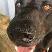 Cooper is registered to the contest to win money with this photo: animal, black_dog, blur, canine, close_up, collar, cute, dog, face, friendly, fur, happy, indoor, mouth, nose, pet, playful, teeth, tongue, whiskers