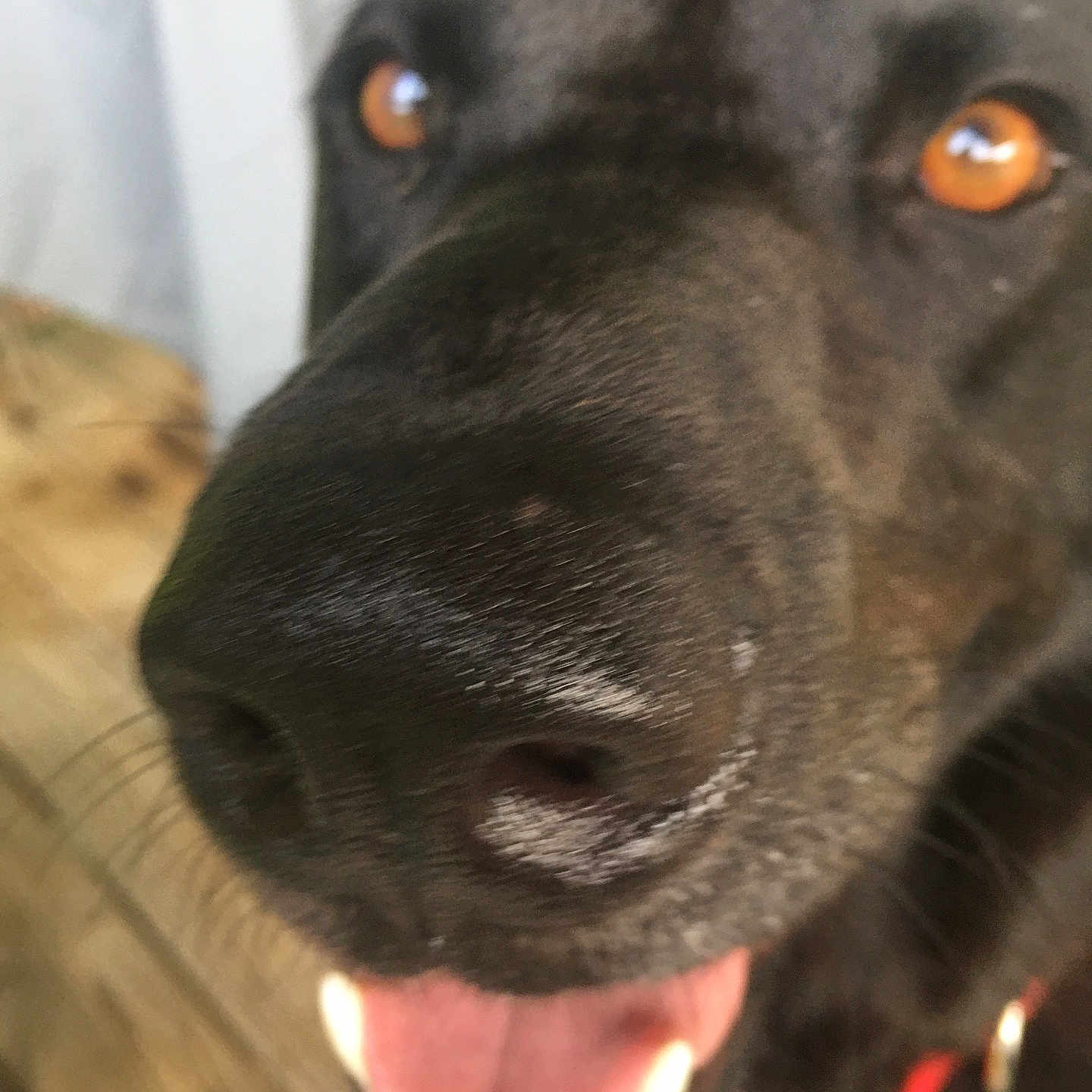 Cooper is registered to the contest to win money with this photo: animal, black_dog, blur, canine, close_up, collar, cute, dog, face, friendly, fur, happy, indoor, mouth, nose, pet, playful, teeth, tongue, whiskers