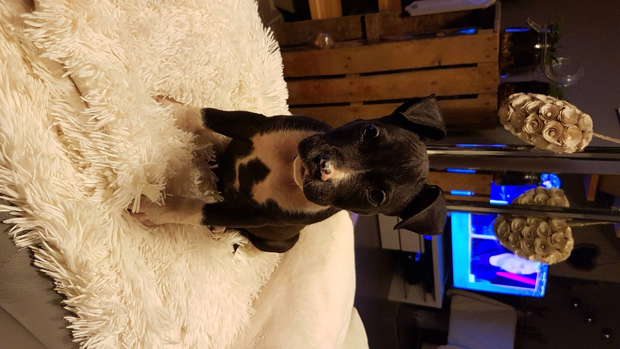 Brabus a rejoint le concours — aidez-le/la à gagner de superbes lots ! canidae, carnivore, cat, fur, sporting_group