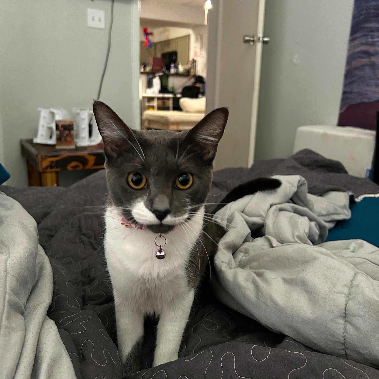 Mousie is registered to the contest to win money with this photo: animal, bed, bell, blanket, cat, collar, curious, decor, domestic, door, fur, furniture, indoor, pet, room, table, television, tuxedo_cat, whiskers, yellow_eyes