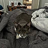 Mousie is registered to the contest to win money with this photo: animal, bedding, bedspread, blanket, cat, cozy, crouching, curious, domestic, ears, eyes, feline, furniture, gray_cat, indoor, pet, room, soft_lighting, whiskers, white_cat