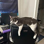 Mousie is registered to the contest to win money with this photo: bathroom, carpet, cat, comfort, computer_monitor, desk, doorway, furniture, gray_cat, home_office, indoor, keyboard, office_chair, pet, relaxed, tapestry, technology, toilet, wall_art, white_cat