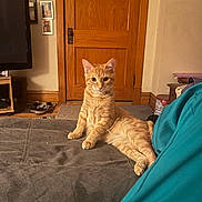 Gizmo joined the competition — help win amazing prizes! cat, orange_tabby, couch, indoor, door, wooden_door, television, family_photos, relaxed, pet, feline, living_room, cozy, home, fur, animal, domestic, resting, curious, comfortable