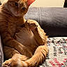 Gizmo is registered to the contest to win money with this photo: cat, orange_cat, feline, pet, indoor, couch, blanket, cozy, paw, fur, whiskers, relaxed, cute, animal, mammal, domestic, sitting, curious, home, resting