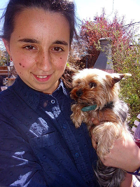 Iceo a rejoint le concours — aidez-le/la à gagner de superbes lots ! australian_terrier, canidae, carnivore, companion_dog, dog, dog_breed, norwich_terrier, small_terrier, terrier, yorkshire_terrier