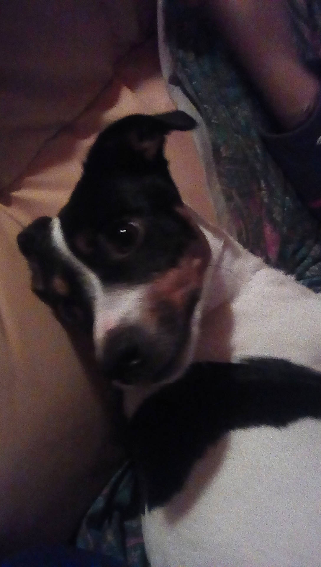 Nanouk participe au concours pour gagner de l'argent avec cette photo : american_pit_bull_terrier, boston_terrier, canidae, carnivore, danish_swedish_farmdog, dog, dog_breed, ear, fawn, mammal, non_sporting_group, nose, puppy, snout, sporting_group