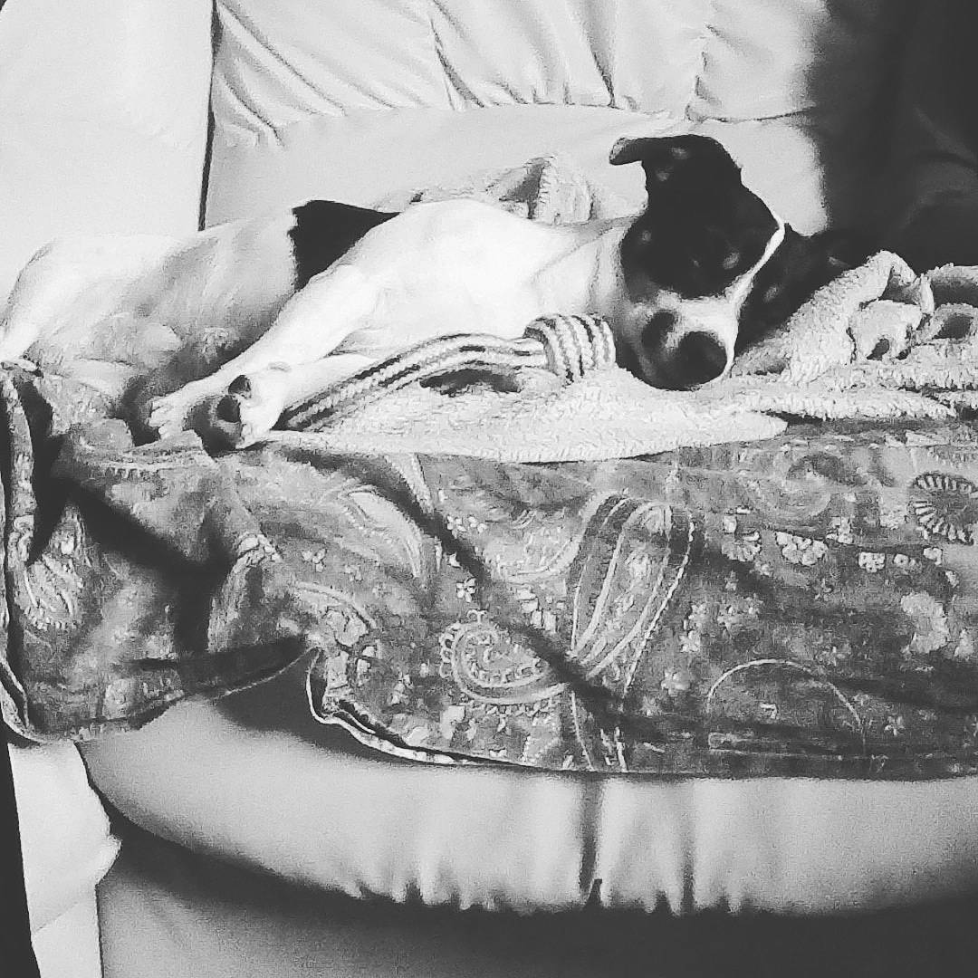 Nanouk participe au concours pour gagner de l'argent avec cette photo : black_and_white, canidae, carnivore, dog, dog_breed, fox_terrier, furniture, jack_russell_terrier, lurcher, monochrome, monochrome_photography, nap, photograph, russell_terrier, sleep, style, whippet