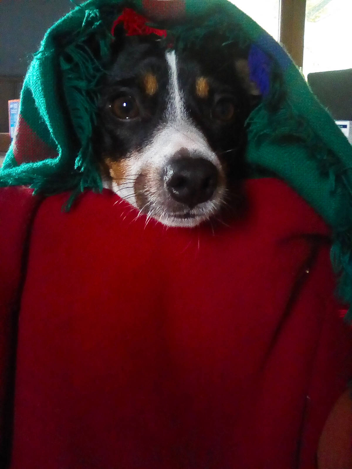 Nanouk a rejoint le concours — aidez-le/la à gagner de superbes lots ! bernese_mountain_dog, canidae, carnivore, companion_dog, danish_swedish_farmdog, dog, dog_breed, green, mammal, rat_terrier, snout, sporting_group