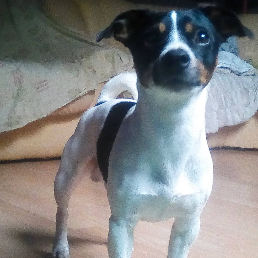 Nanouk a rejoint le concours — aidez-le/la à gagner de superbes lots ! brazilian_terrier, canidae, carnivore, chilean_fox_terrier, companion_dog, danish_swedish_farmdog, dog, dog_breed, feist, japanese_terrier, mammal, miniature_fox_terrier, rare_breed_dog, rat_terrier, ratonero_bodeguero_andaluz, smooth_fox_terrier, sporting_group, tail, tenterfield_terrier, vertebrate