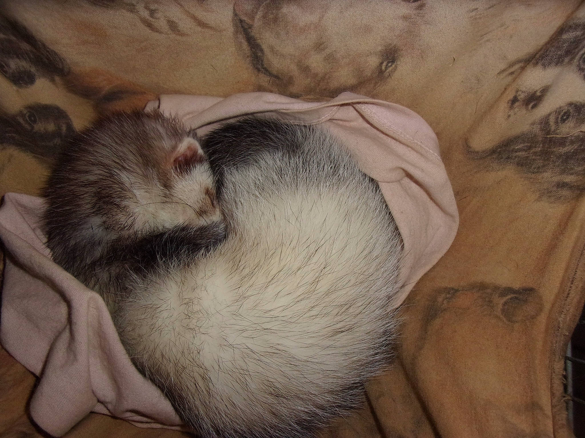 Duchesse a rejoint le concours — aidez-le/la à gagner de superbes lots ! carnivore, ear, fawn, ferret, fur, mustelidae, mustelinae, nap, polecat, sleep, snout, tail