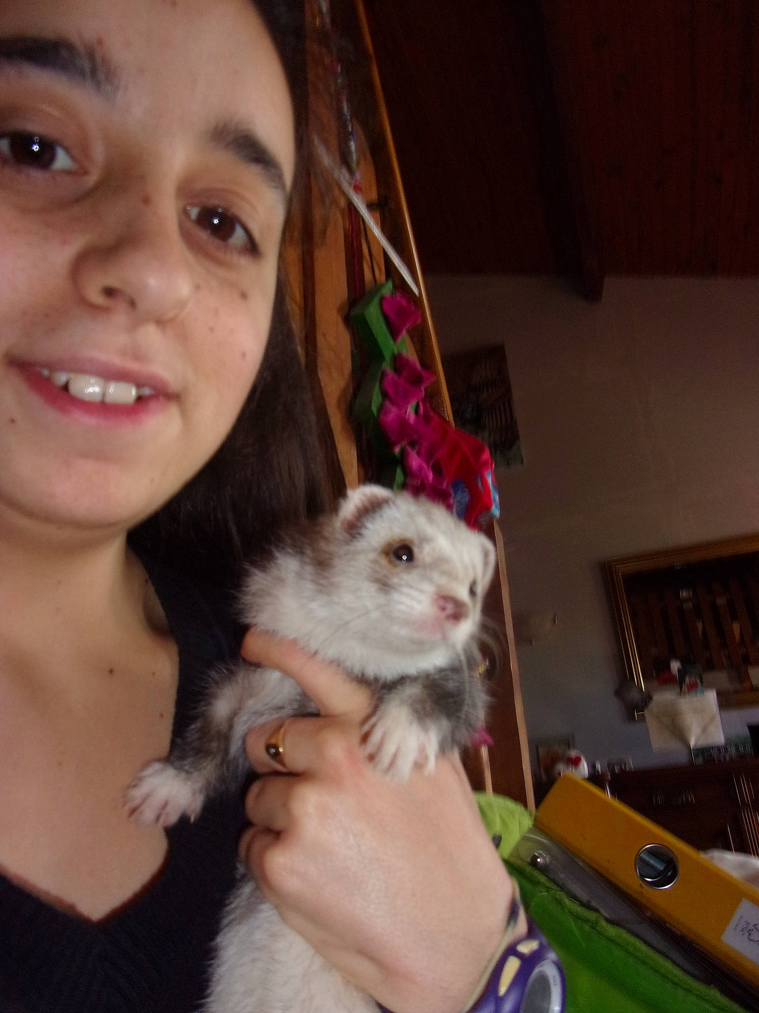 Duchesse a rejoint le concours — aidez-le/la à gagner de superbes lots ! chinchilla, fawn, ferret, gerbil, hamster, mammal, marsupial, muridae, muroidea, mustelidae, mustelinae, polecat, rat, rodent, skin, whiskers