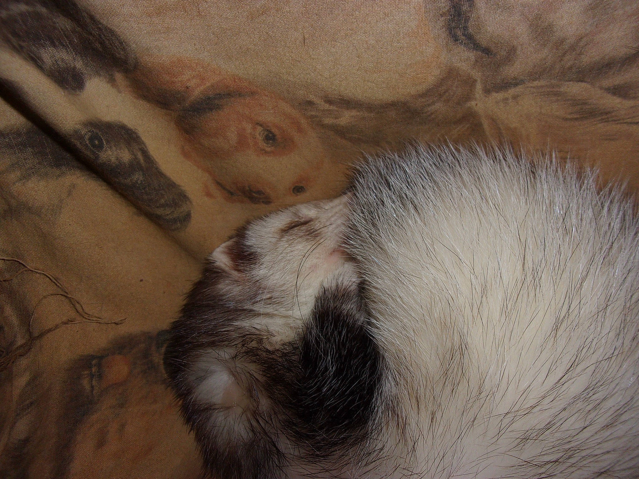 Duchesse participe au concours pour gagner de l'argent avec cette photo : carnivore, ear, fawn, ferret, fur, mustelidae, mustelinae, polecat, snout