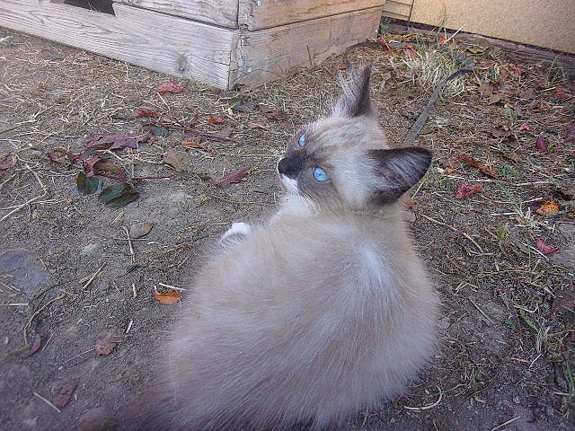 Evrest participe au concours pour gagner de l'argent avec cette photo : balinese, birman, carnivore, cat, domestic_long_haired_cat, fawn, felidae, fur, himalayan, kitten, mammal, persian, ragdoll, siamese, small_to_medium_sized_cats, tail, thai, tonkinese, turkish_angora, whiskers