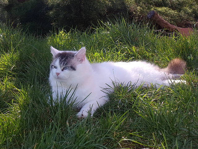 Calin a rejoint le concours — aidez-le/la à gagner de superbes lots ! aegean_cat, british_semi_longhair, carnivore, cat, domestic_long_haired_cat, domestic_short_haired_cat, eye, felidae, grass, norwegian_forest_cat, plant, ragamuffin, ragdoll, siberian, small_to_medium_sized_cats, tail, turkish_angora, turkish_van, whiskers