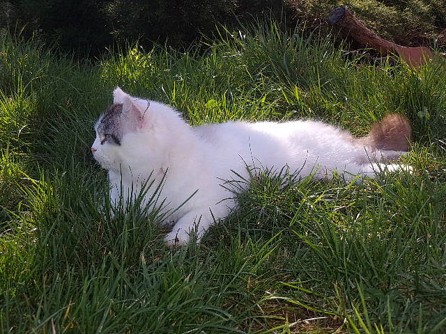 Calin participe au concours pour gagner de l'argent avec cette photo : aegean_cat, british_semi_longhair, carnivore, cat, domestic_long_haired_cat, domestic_short_haired_cat, eye, felidae, fur, grass, norwegian_forest_cat, persian, plant, ragamuffin, ragdoll, small_to_medium_sized_cats, tail, turkish_angora, turkish_van, whiskers