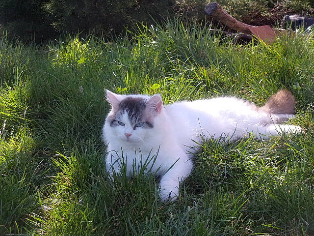 Calin a rejoint le concours — aidez-le/la à gagner de superbes lots ! aegean_cat, british_semi_longhair, carnivore, cat, domestic_long_haired_cat, domestic_short_haired_cat, european_shorthair, eye, felidae, fur, grass, norwegian_forest_cat, plant, ragdoll, small_to_medium_sized_cats, tail, tree, turkish_angora, turkish_van, whiskers