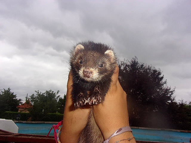 Ambroise participe au concours pour gagner de l'argent avec cette photo : carnivore, fawn, ferret, mammal, mink, mustelidae, mustelinae, otter, polecat, whiskers