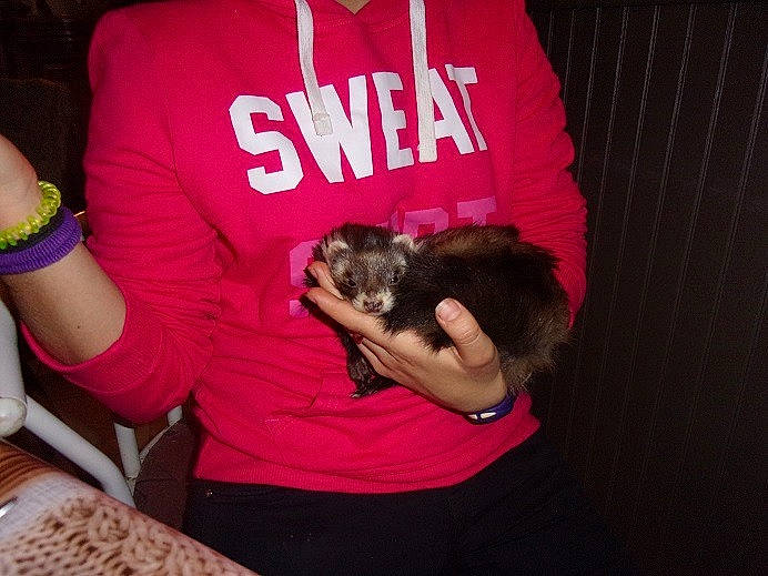 Ambroise participe au concours pour gagner de l'argent avec cette photo : canidae, carnivore, cat, cool, ferret, fur, hug, human, interaction, kitten, love, pink, pug, puppy, puppy_love, t_shirt, top, toy_dog