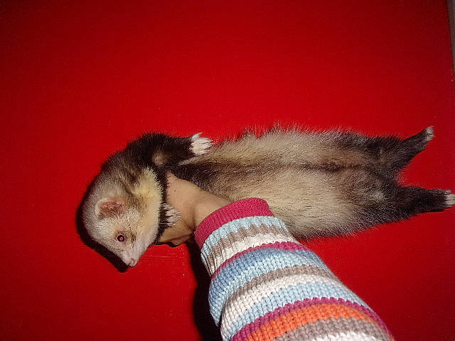 Poncho participe au concours pour gagner de l'argent avec cette photo : carnivore, cat, felidae, ferret, mustelidae, mustelinae, polecat, small_to_medium_sized_cats, tail, virginia_opossum, whiskers