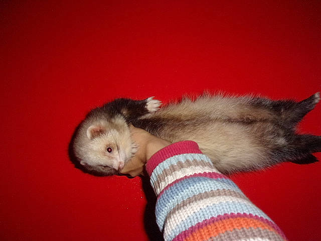 Poncho a rejoint le concours — aidez-le/la à gagner de superbes lots ! carnivore, cat, felidae, ferret, kitten, mammal, mustelidae, mustelinae, polecat, ragdoll, small_to_medium_sized_cats, tail, vertebrate, whiskers