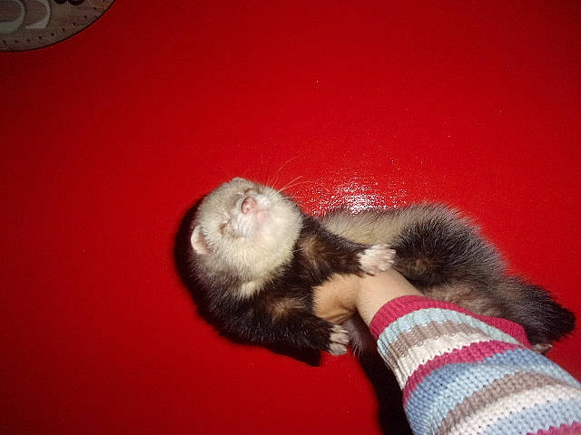 Poncho a rejoint le concours — aidez-le/la à gagner de superbes lots ! carnivore, cat, claw, fawn, ferret, fur, mustelidae, mustelinae, paw, polecat, tail