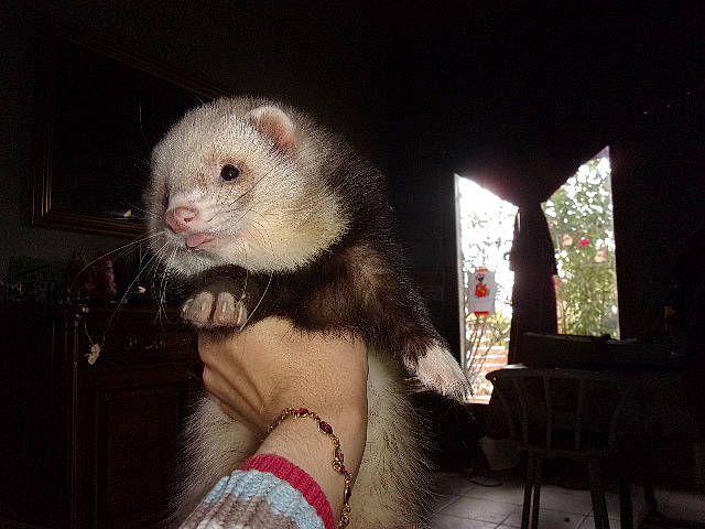 Poncho a rejoint le concours — aidez-le/la à gagner de superbes lots ! carnivore, eye, fawn, ferret, fur, iris, mammal, marsupial, marten, mink, mustelidae, mustelinae, nose, polecat, skin, snout, tail, vertebrate, whiskers