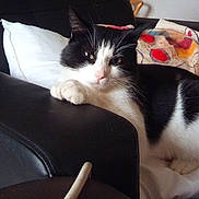 Néo a rejoint le concours — aidez-le/la à gagner de superbes lots ! cat, cat_like_mammal, furniture, kitten, small_to_medium_sized_cats, whiskers