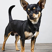 Voyou a rejoint le concours — aidez-le/la à gagner de superbes lots ! dog, small_dog, black_and_tan, standing, portrait, studio, short_hair, upright_ears, pointed_ears, raised_tail, brown_eyes, animal, pet, canine, wooden_floor, indoor, white_background, full_body, alert, photography