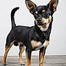 dog, small_dog, black_and_tan, standing, portrait, studio, short_hair, upright_ears, pointed_ears, raised_tail, brown_eyes, animal, pet, canine, wooden_floor, indoor, white_background, full_body, alert, photography