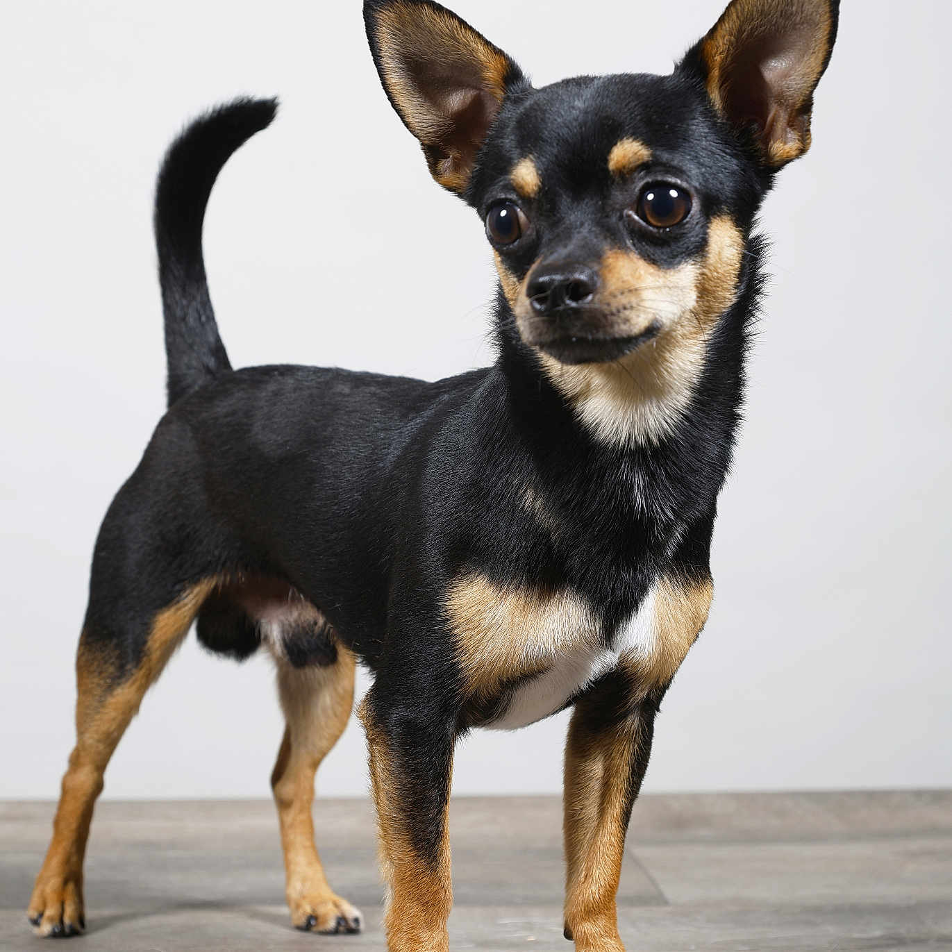 Voyou a rejoint le concours — aidez-le/la à gagner de superbes lots ! dog, small_dog, black_and_tan, standing, portrait, studio, short_hair, upright_ears, pointed_ears, raised_tail, brown_eyes, animal, pet, canine, wooden_floor, indoor, white_background, full_body, alert, photography
