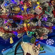 Sugarplum is registered to the contest to win money with this photo: animal, cat, celebration, christmas_tree, colorful, curious, decorations, festive, festive_decor, holiday, holiday_lights, indoor, ornaments, pet, pine_branches, ribbon, seasonal, striped_tail, tree_skirt, white_cat