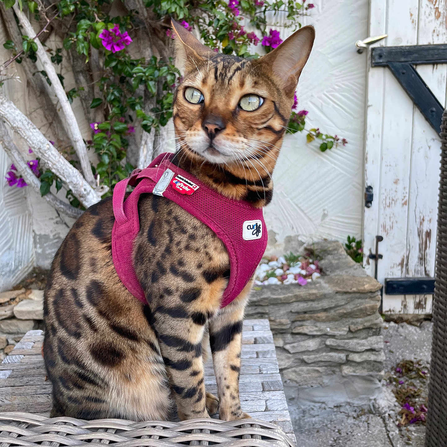 Shine participe au concours pour gagner de l'argent avec cette photo : animal, architecture, building, cat, flower, herbal, herbs, jar, nature, outdoors, path, pet, plant, planter, pottedplant, pottery, purple, vase, walkway, wall