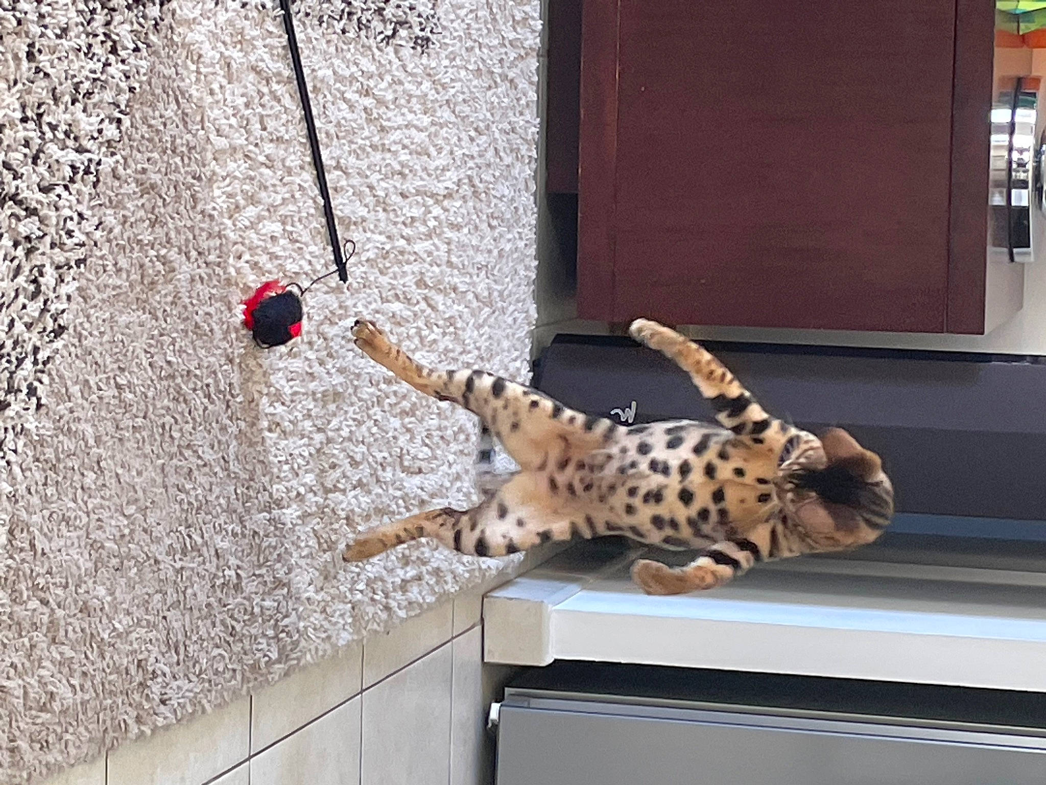 Shine a rejoint le concours — aidez-le/la à gagner de superbes lots ! art, carnivore, cat, chair, door, fawn, felidae, floor, flooring, mammal, metal, small_to_medium_sized_cats, snout, table, tail, terrestrial_animal, vertebrate, whiskers, window, wood