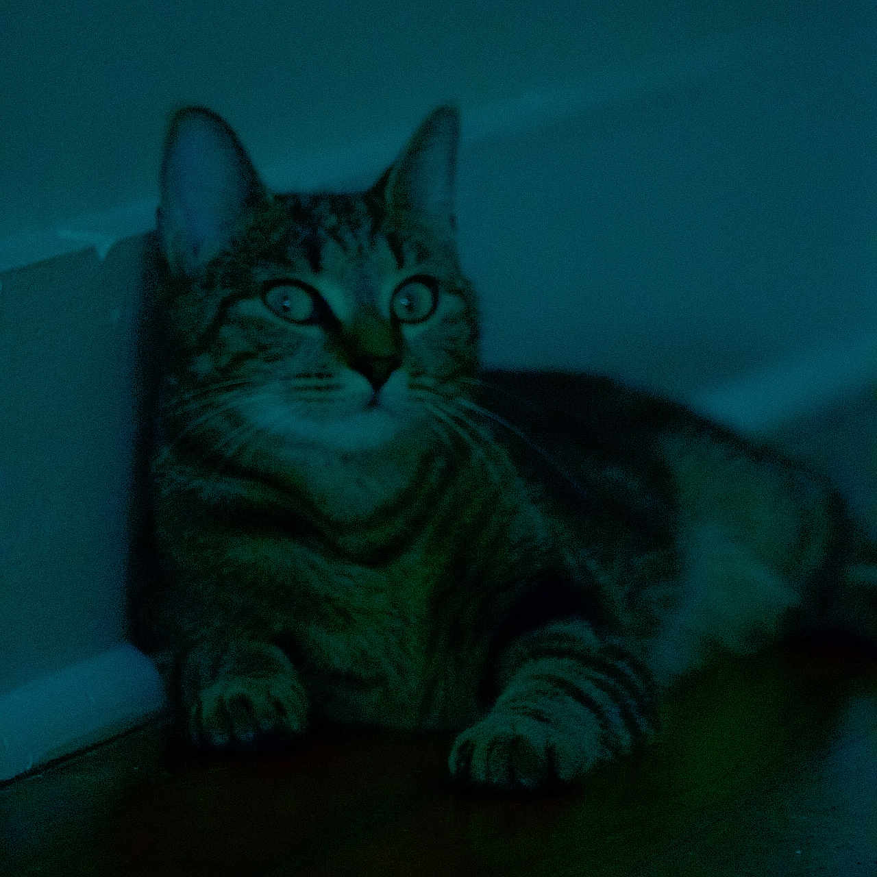 Mocha Frappe is registered to the contest to win money with this photo: abyssinian, animal, cat, couch, furniture, hardwood, kitten, manx, pet, wood