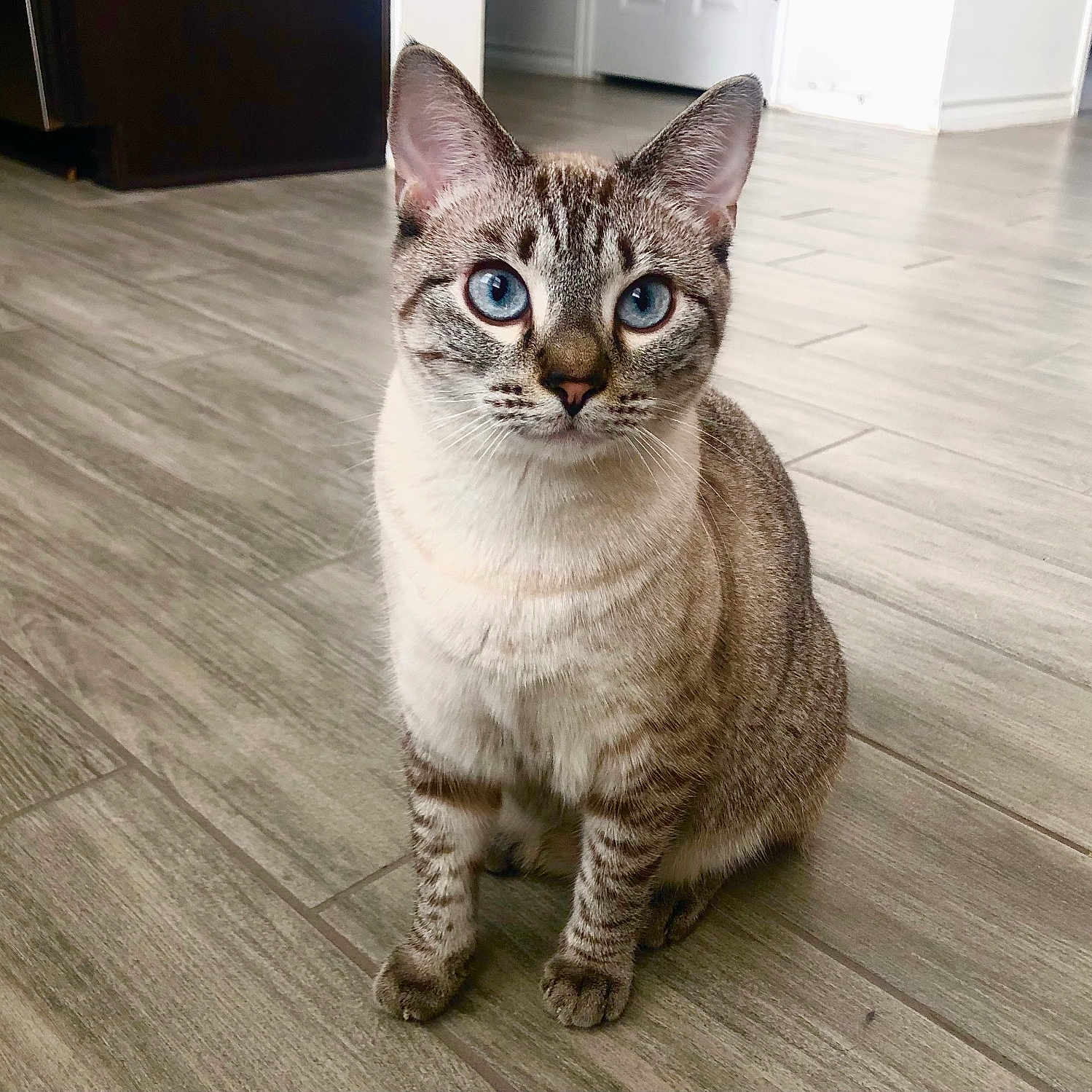 Haiku is registered to the contest to win money with this photo: abyssinian, animal, cat, hardwood, indoors, interiordesign, kitten, manx, pet, plywood, siamese, stainedwood, wood
