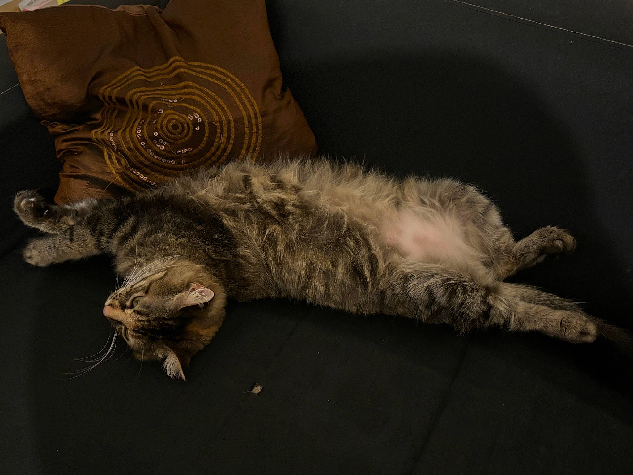 June a rejoint le concours — aidez-le/la à gagner de superbes lots ! art, carnivore, cat, claw, comfort, couch, domestic_short_haired_cat, felidae, fur, grey, nap, paw, sleep, small_to_medium_sized_cats, snout, sporting_group, tail, whiskers, wood