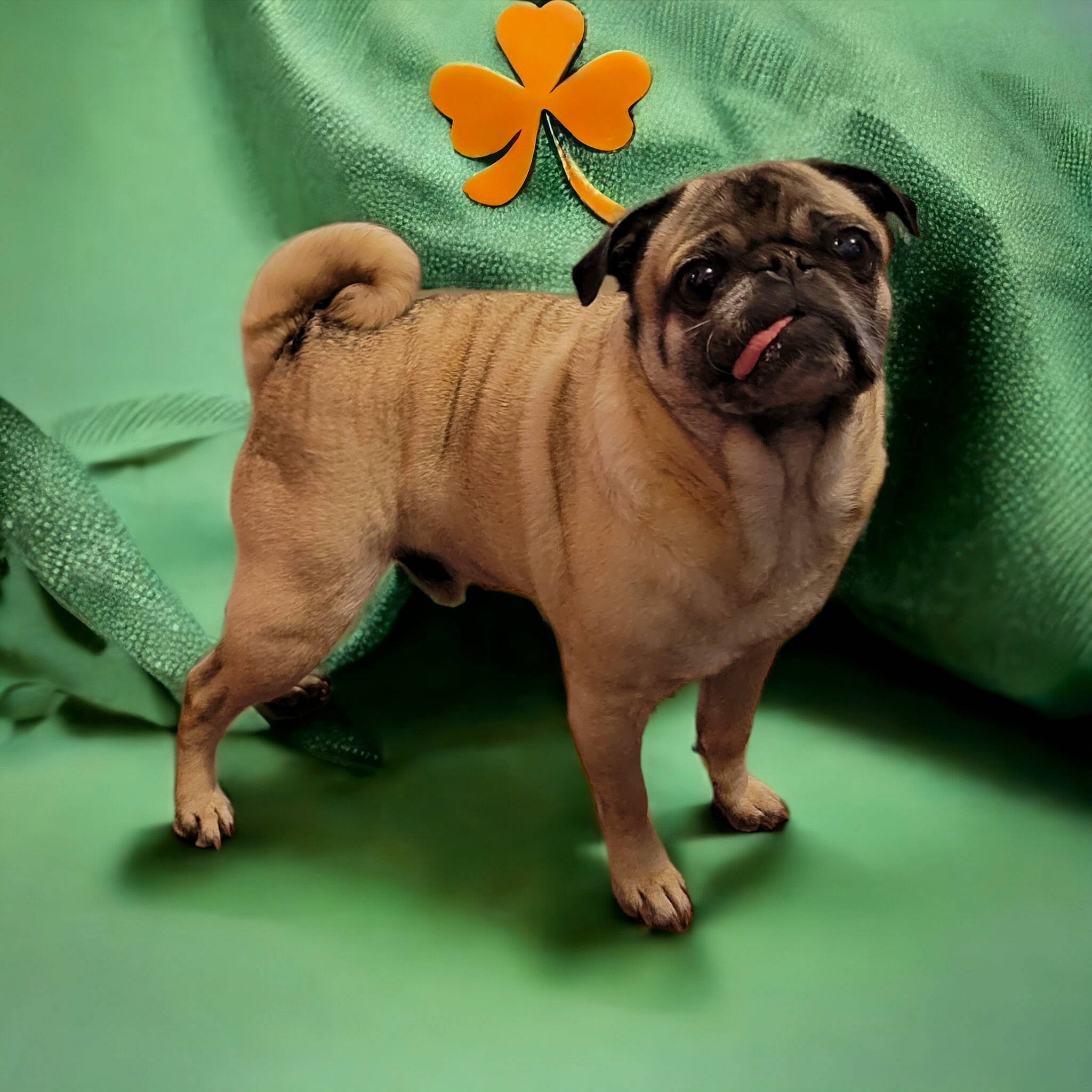 Oliver is registered to the contest to win money with this photo: ancient_dog_breeds, canidae, carnivore, companion_dog, dog, dog_breed, dog_supply, fawn, non_sporting_group, pug, snout, sporting_group, terrestrial_animal, toy_dog, wrinkle