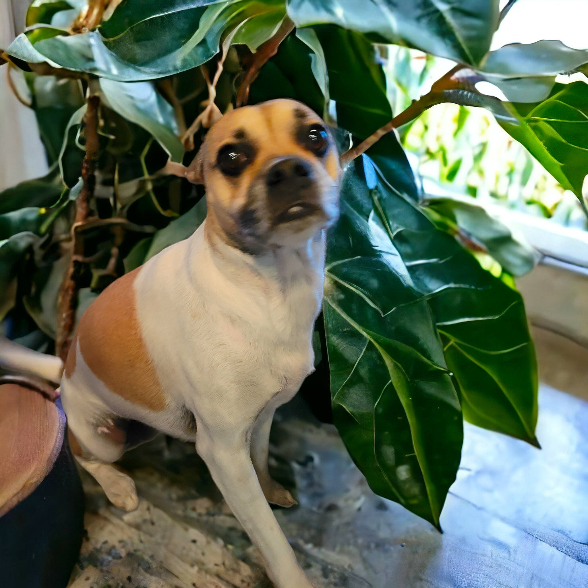 Presley is registered to the contest to win money with this photo: ancient_dog_breeds, canidae, carnivore, collar, companion_dog, dog, dog_breed, dog_collar, dog_supply, fawn, irishjacks, non_sporting_group, pet_supply, plant, snout, sporting_group, tail, terrestrial_animal, whiskers, working_animal