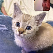 Blue is registered to the contest to win money with this photo: kitten, cat, blue_eyes, blanket, video_call, face, indoor, cozy, curious, pet, feline, closeup, soft_fur, domestic_animal, human, technology, screen, communication, cute, animal