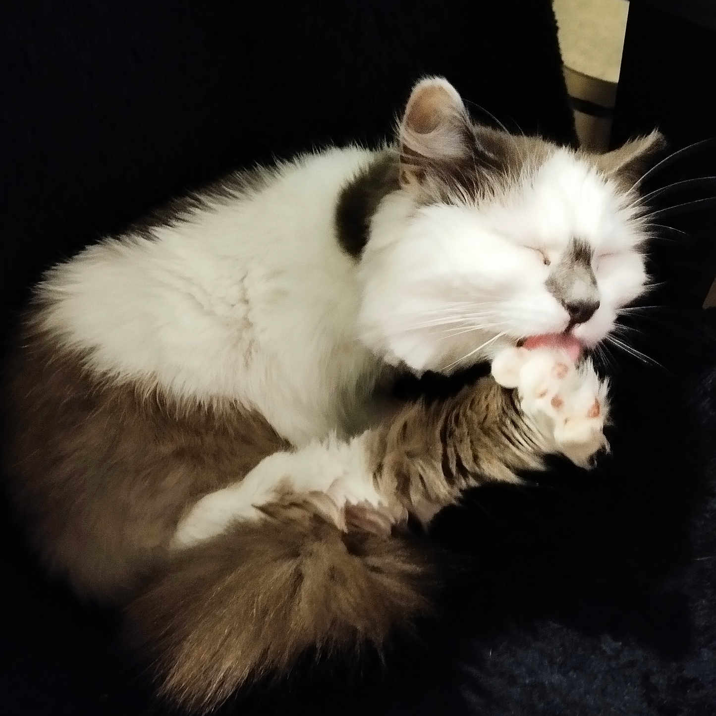 Artémis participe au concours pour gagner de l'argent avec cette photo : abyssinian, angora, animal, bodypart, cat, chair, computerhardware, couch, furniture, hardwood, indoors, kitten, manx, mouth, person, pet, siamese, sleeping, tongue, wood