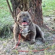 Stitch is registered to the contest to win money with this photo: dog, french_bulldog, pet, animal, outdoor, tree, grass, leash, smiling, tongue_out, sitting, canine, nature, brown, happy, companion, mammal, cute, portrait, friendly