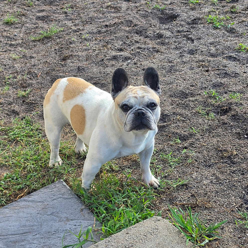 Lena