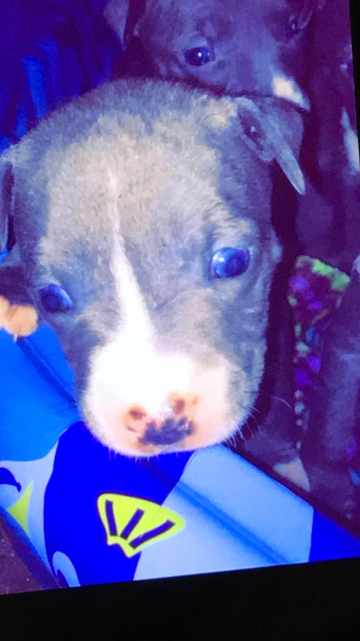 Prada joined the competition — help win amazing prizes! american_pit_bull_terrier, american_staffordshire_terrier, canidae, carnivore, dog, dog_breed, fawn, mammal, non_sporting_group, nose, pit_bull, puppy, snout, vertebrate