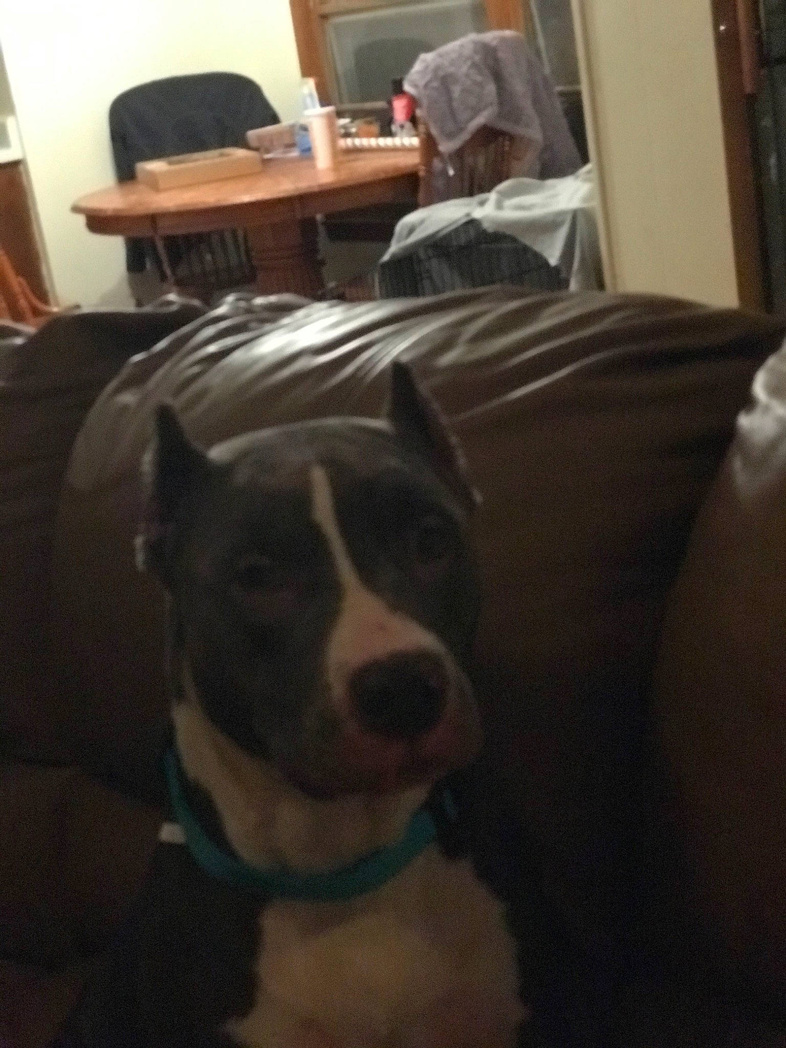 Prada is registered to the contest to win money with this photo: american_pit_bull_terrier, american_staffordshire_terrier, canidae, carnivore, dog, dog_breed, ear, furniture, head, non_sporting_group, nose, pit_bull, puppy, sky, snout, sporting_group