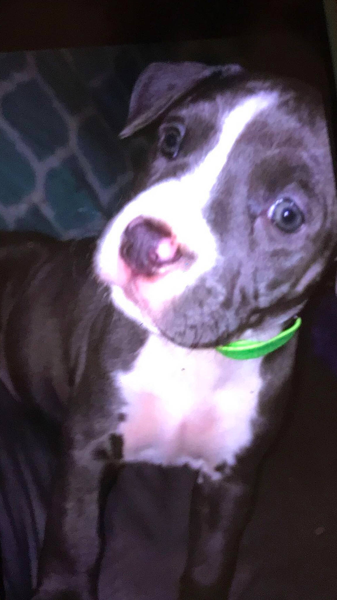 Prada joined the competition — help win amazing prizes! american_pit_bull_terrier, american_staffordshire_terrier, canidae, carnivore, dog, dog_breed, fawn, mammal, non_sporting_group, nose, pit_bull, puppy, snout, sporting_group, staffordshire_bull_terrier, vertebrate, whiskers