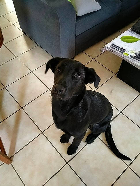 Wali participe au concours pour gagner de l'argent avec cette photo : borador, carnivore, collar, companion_dog, dog, dog_breed, dog_collar, dog_supply, fawn, floor, flooring, fur, gun_dog, hardwood, leash, pet_supply, retriever, tail, tile_flooring, working_animal